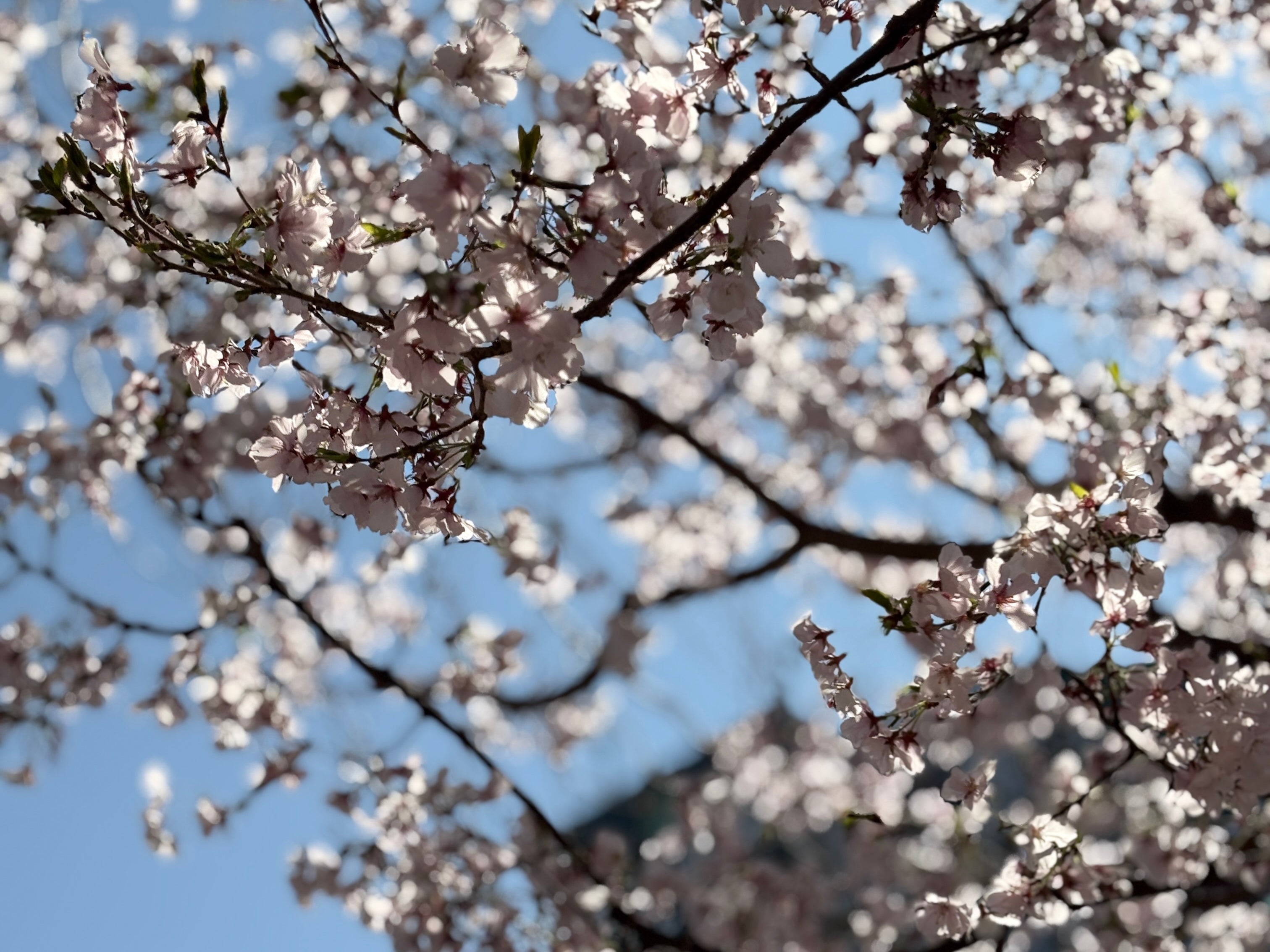 【Staff blog】4月1日より価格改訂のお知らせ